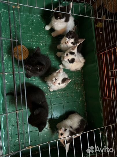 Котята 1,5 месяца