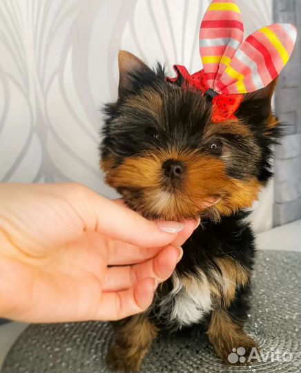 Кукольные мини и микро щенки йорка