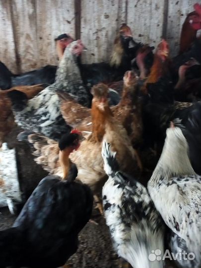 Куры молодки домашние
