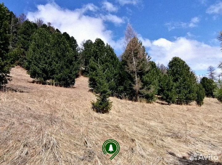 Сосна обыкновенная