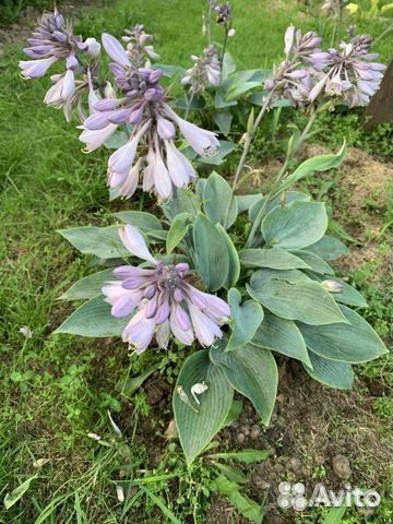 Хосты - растения для тени и полутени