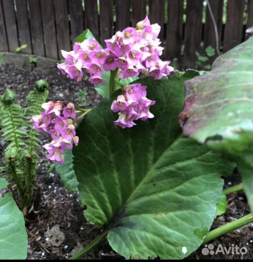 Вербейник, камнеломка, колокольчик, бадан
