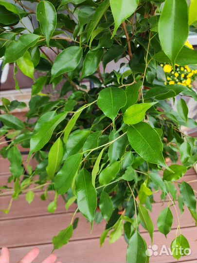 Фикус бенджамина 150см