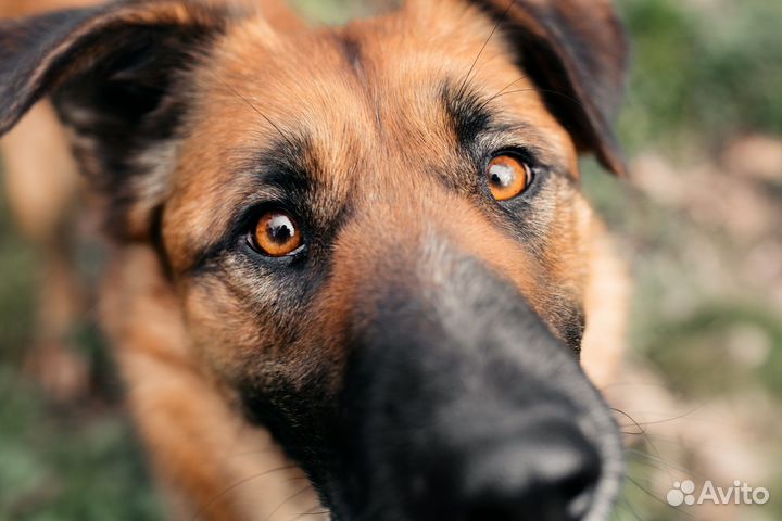 Собака в добрые руки