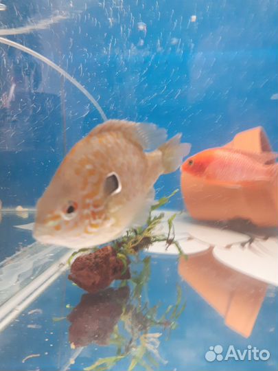 Солнечный окунь. Рыба малавия, виктория