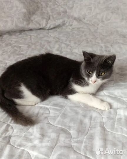 Бездомная Ищет дом