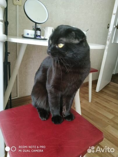 Британский кот на вязку