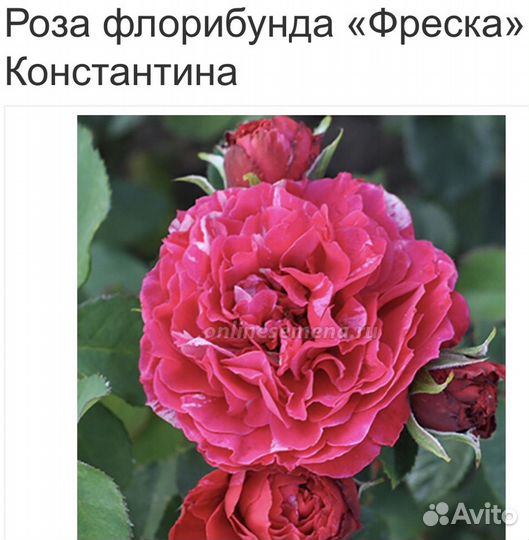 Пионовидные розы саженцы