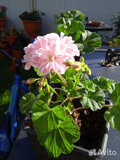 Герань пеларгония