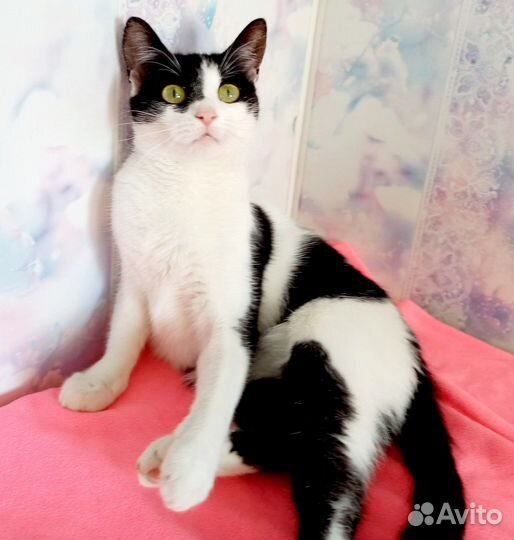 Котенок прдросток в добрые руки