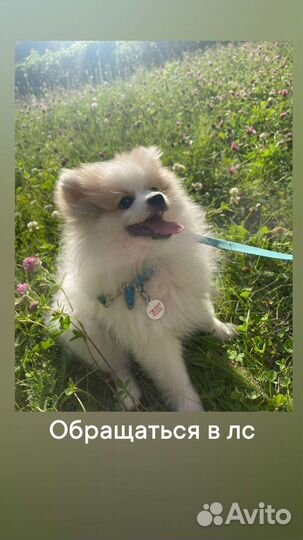 Немецкий шпиц