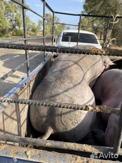 Свиньи живым весом