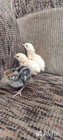 Перепела суточные