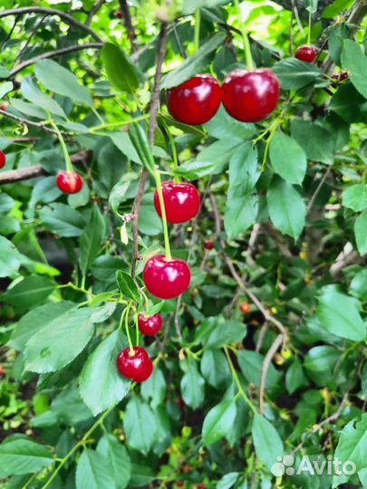 Саженцы Малины.вишни