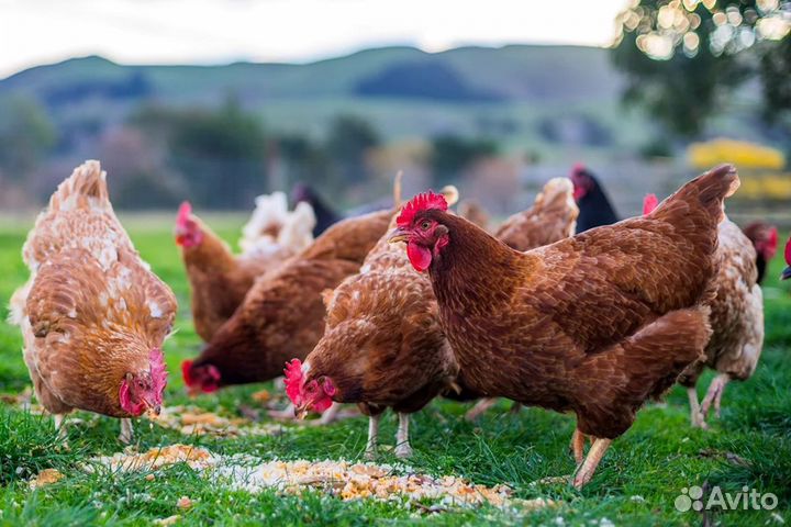 Куры красные