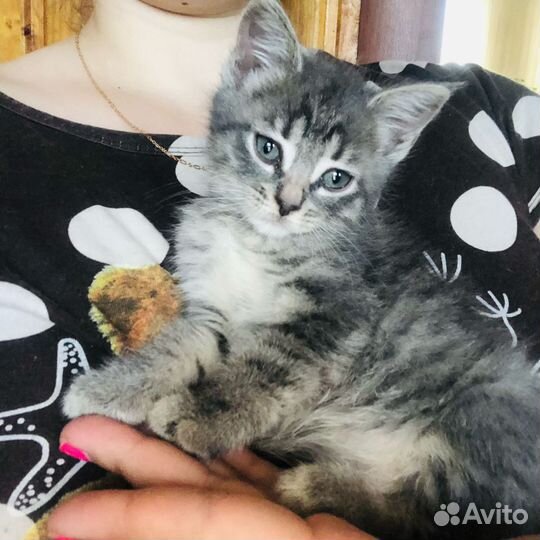 Котята шотландские