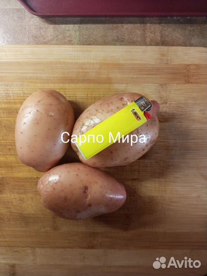 Семенной картофель Уника, Сынок, Лапоть и другие