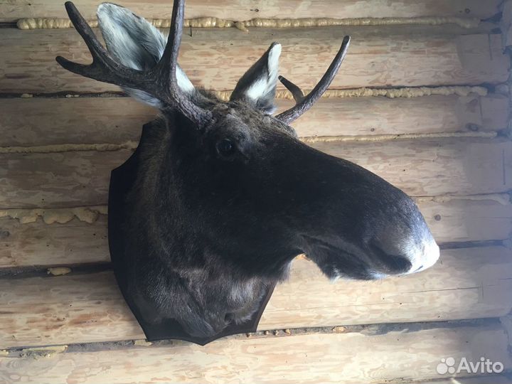 Выделка шкур. Изготовление чучел. Таксидермия