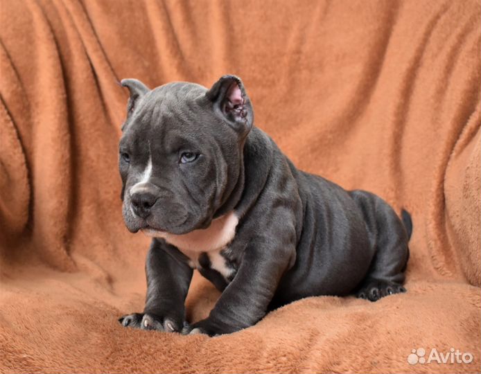 Щенки американский булли покет