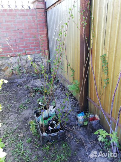 Миндаль трехлопастный, вишня, слива