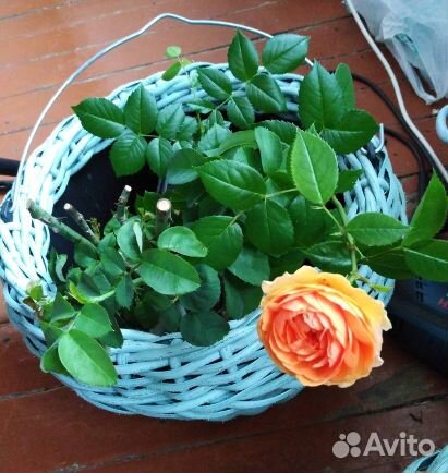 Саженцы роз зимостойкие