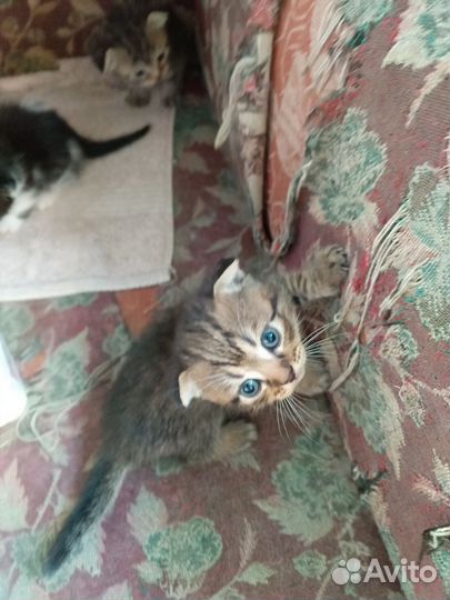 Кошка