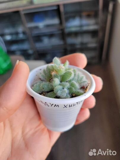 Суккуленты