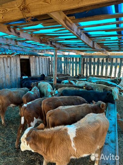 Бычки на откорм 34 головы