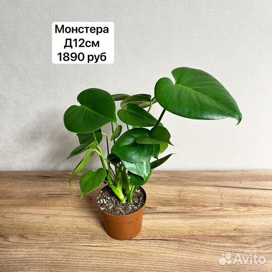 Растения для дома