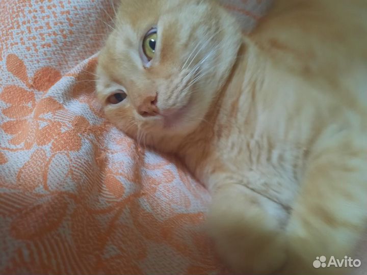 Котик Рыжик ждет любящее сердце