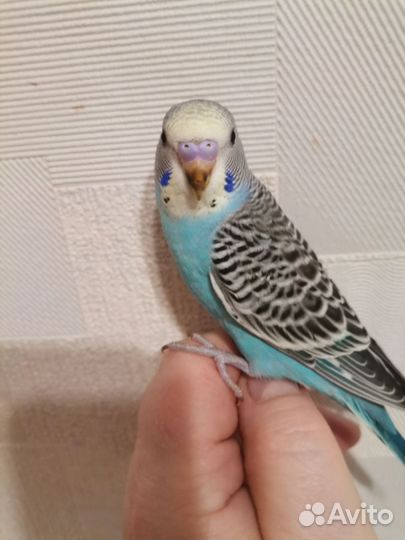 Молодые волнистые попугаи