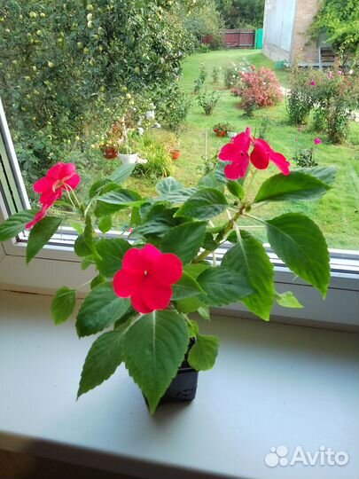 Бальзамин ампельный