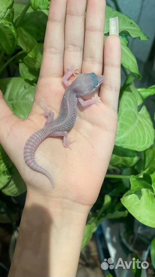 Эублефар малыши