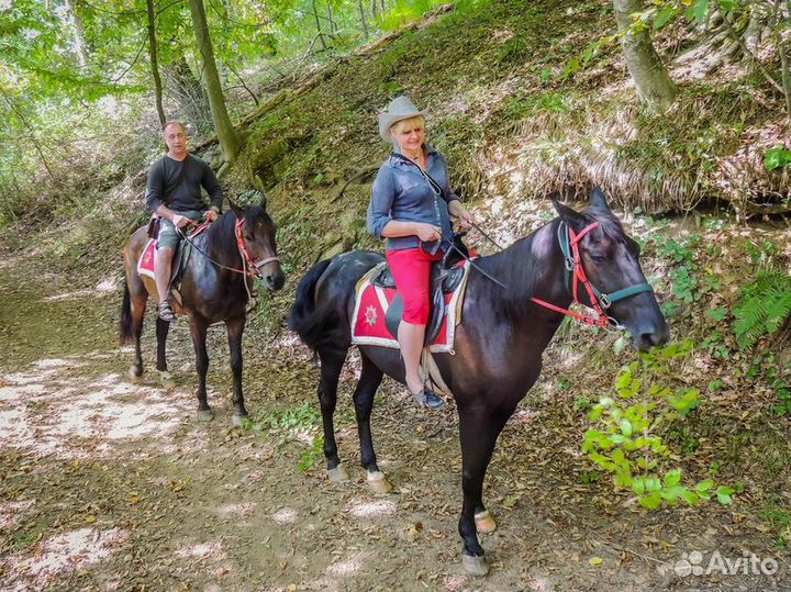 Конные прогулки в Адлере