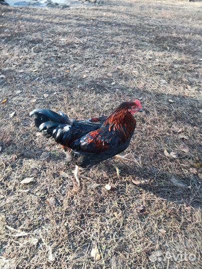 Петухи домашние
