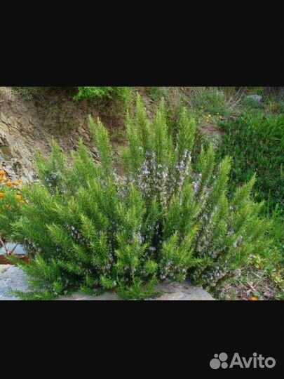 Розмарин и лаванда