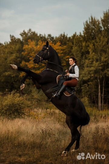 Фотосессия с лошадью, фотограф с животными