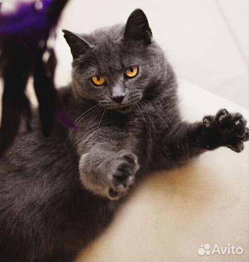 Русская голубая кошка