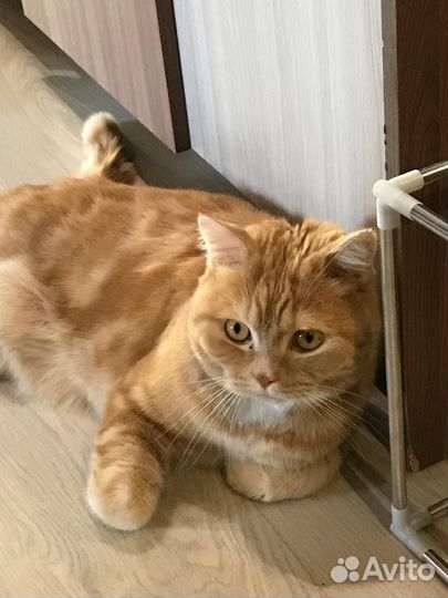 Кот домашний 5 лет привит кастрирован