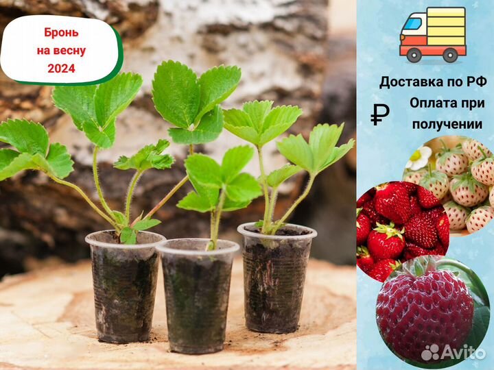 Саженцы клубники, клубника