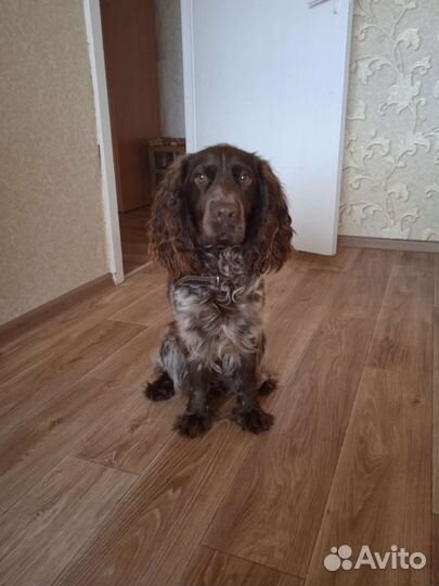 Русский охотничий спаниель вязка