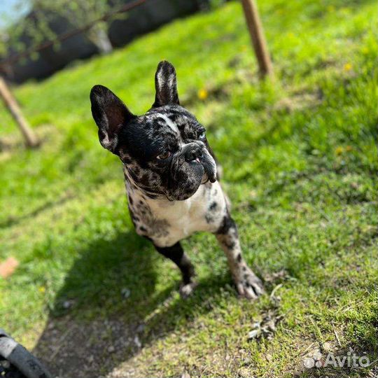 Французский бульдог
