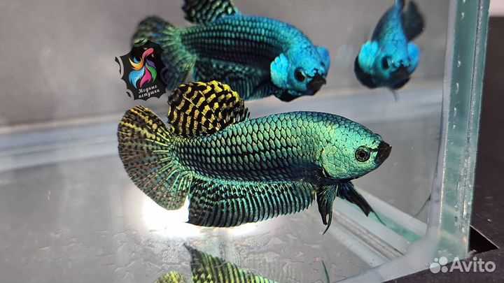 Рыбка петушок. Alien Betta Green Hybrid