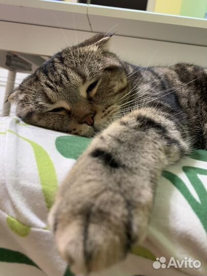 Британская кошка в дар