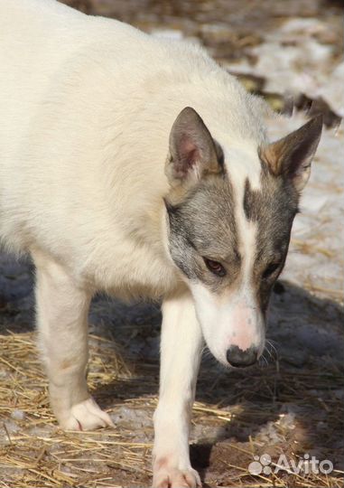 В добрые руки