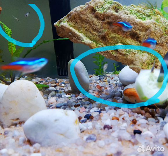 Молодь гуппи