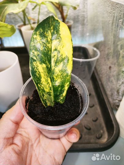 Замиокулькас long лив Лемон вар