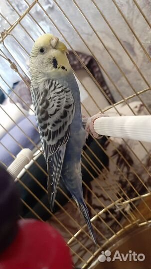 Волнистый попугай с клеткой