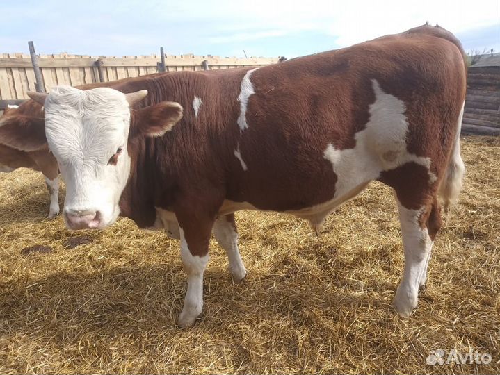 Бычки сименталы мясо-молочной породы