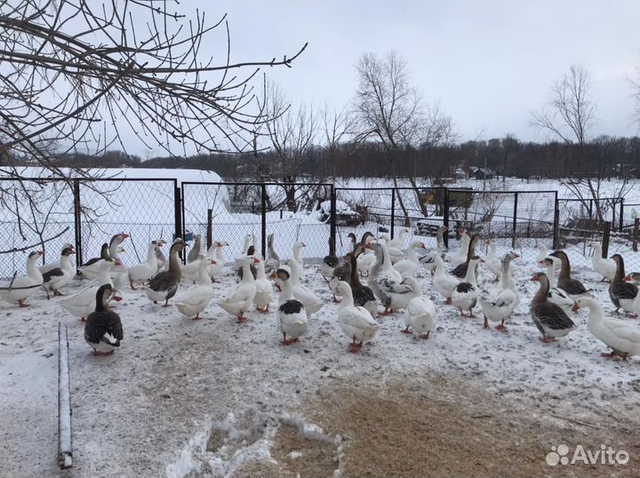 Яйцо Гусиное (Линда/Холмагоры) Инкубационное